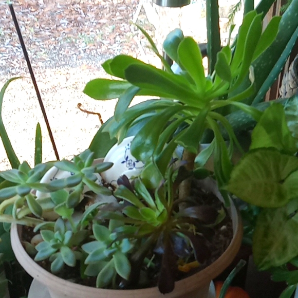 Winter is over  and I need to purge some plants,  10 plant starts, my c… - Picture 3 of 15